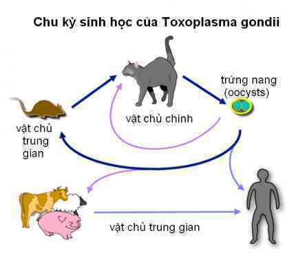 Bí ẩn: Người nuôi mèo có nguy cơ mắc bệnh tâm thần cao gấp đôi người bình thường?- Ảnh 3. Bí ẩn: Người nuôi mèo có nguy cơ mắc bệnh tâm thần cao gấp đôi người bình thường?- Ảnh 3.