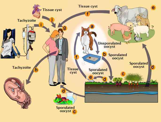 Bí ẩn: Người nuôi mèo có nguy cơ mắc bệnh tâm thần cao gấp đôi người bình thường?- Ảnh 9. Bí ẩn: Người nuôi mèo có nguy cơ mắc bệnh tâm thần cao gấp đôi người bình thường?- Ảnh 9.