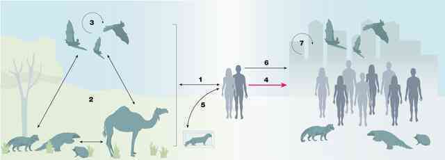 Con người truyền số lượng virus sang động vật nhiều gấp đôi số lượng chúng ta lây từ chúng!- Ảnh 3.