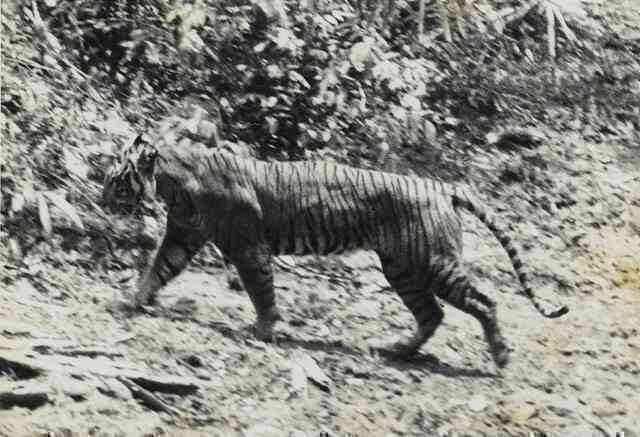  Hổ Java xuất hiện trở lại sau 36 năm tuyệt chủng?- Ảnh 2.
