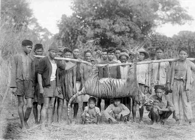  Hổ Java xuất hiện trở lại sau 36 năm tuyệt chủng?- Ảnh 4.