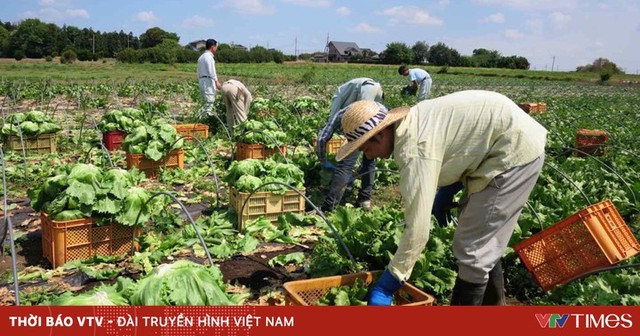 Nhật Bản sử dụng AI để ứng phó với hạn hán