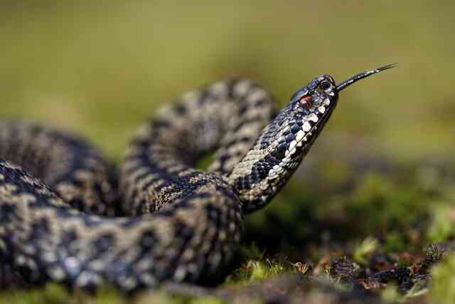 Tại sao ở Ireland không bao giờ có rắn bản địa?