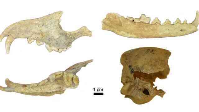 Loài cáo cổ đại đã từng được thuần hóa và nuôi làm thú cưng cách đây 1.500 năm- Ảnh 2.