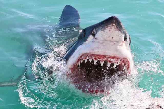 Bất ngờ với số ngày một con cá mập trắng phải bơi để vượt qua quãng đường 20000 km xuyên đại dương: Quá nhanh!
