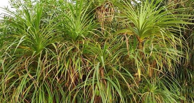 Nhiều lần đào được kim cương, nhà địa chất phát hiện: Chỗ nào có loài cây này, nơi ấy có thể chứa kho báu- Ảnh 4. Nhiều lần đào được kim cương, nhà địa chất phát hiện: Chỗ nào có loài cây này, nơi ấy có thể chứa kho báu- Ảnh 4.