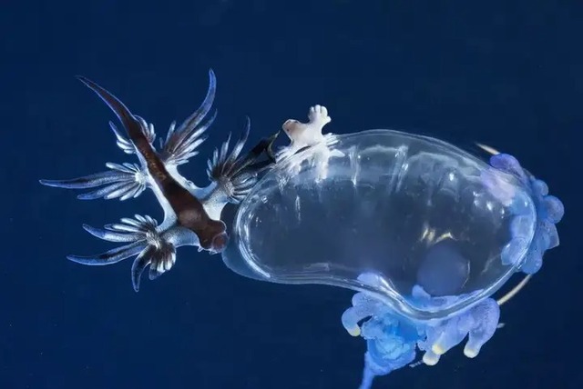 Rồng biển xanh: Loài sên biển sở hữu vẻ đẹp như bước ra từ thần thoại nhưng lại có chất độc chết người!- Ảnh 3.