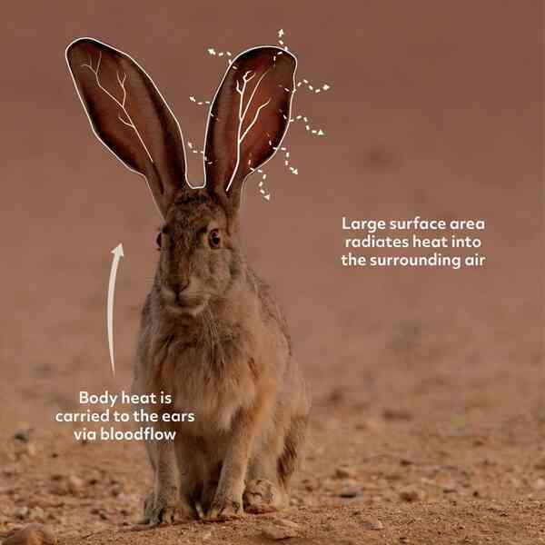 Tai to cũng là một lợi thế: Bí mật sinh tồn của loài thỏ Antelope Jackrabbit!