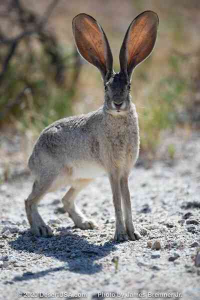 Tai to cũng là một lợi thế: Bí mật sinh tồn của loài thỏ Antelope Jackrabbit!- Ảnh 3. Tai to cũng là một lợi thế: Bí mật sinh tồn của loài thỏ Antelope Jackrabbit!- Ảnh 3.