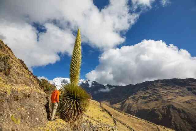 Puya Raimondii: 'Nữ hoàng dãy Andes', 100 năm mới nở hoa một lần!