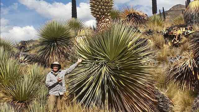 Puya Raimondii: 'Nữ hoàng dãy Andes', 100 năm mới nở hoa một lần!- Ảnh 2.