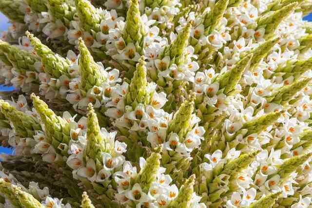 Puya Raimondii: 'Nữ hoàng dãy Andes', 100 năm mới nở hoa một lần!- Ảnh 3. Puya Raimondii: 'Nữ hoàng dãy Andes', 100 năm mới nở hoa một lần!- Ảnh 3.