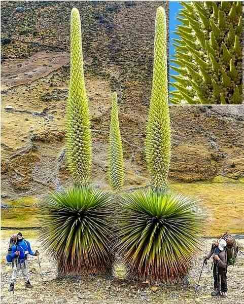Puya Raimondii: 'Nữ hoàng dãy Andes', 100 năm mới nở hoa một lần!- Ảnh 4. Puya Raimondii: 'Nữ hoàng dãy Andes', 100 năm mới nở hoa một lần!- Ảnh 4.