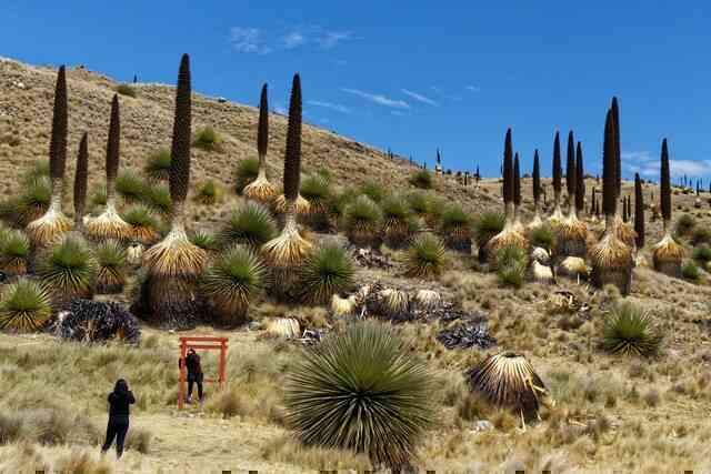 Puya Raimondii: 'Nữ hoàng dãy Andes', 100 năm mới nở hoa một lần!- Ảnh 5. Puya Raimondii: 'Nữ hoàng dãy Andes', 100 năm mới nở hoa một lần!- Ảnh 5.