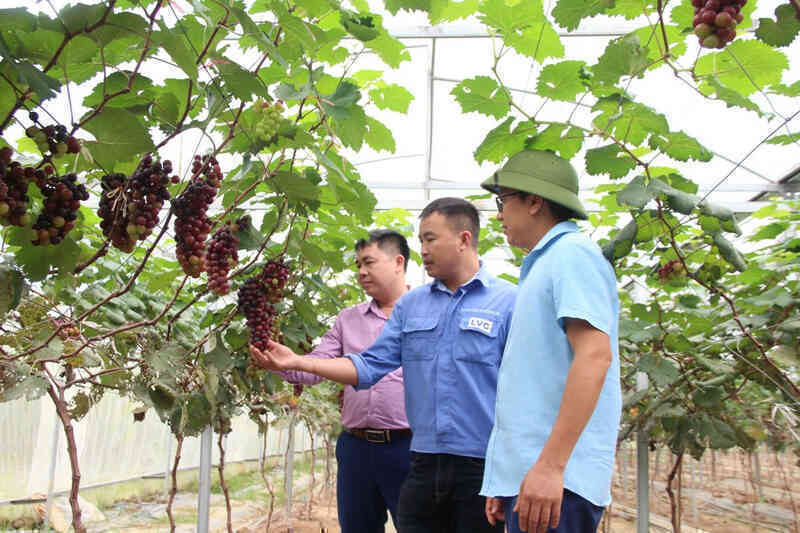Lai Châu đẩy mạnh chuyển đổi số trong sản xuất nông nghiệp