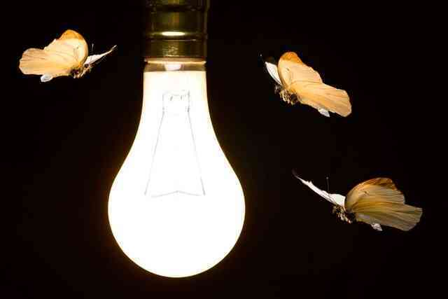 Tại sao côn trùng bị thu hút bởi ánh sáng nhân tạo?