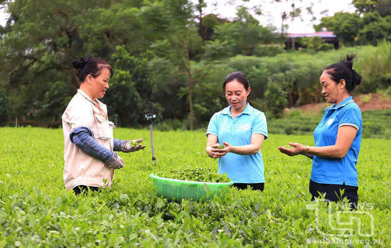 Chị Nguyễn Thị Thu, Giám đốc HTX chè Minh Thu (đứng giữa), chú trọng xây dựng website HTX chè Minh Thu để quảng bá sản phẩm trà.