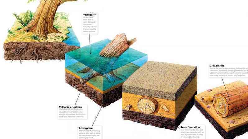 Loại gỗ tuổi thọ hàng triệu năm, đứng sau kim cương: Giá hơn 600 tỷ đồng, Việt Nam có một khối 8 tấn