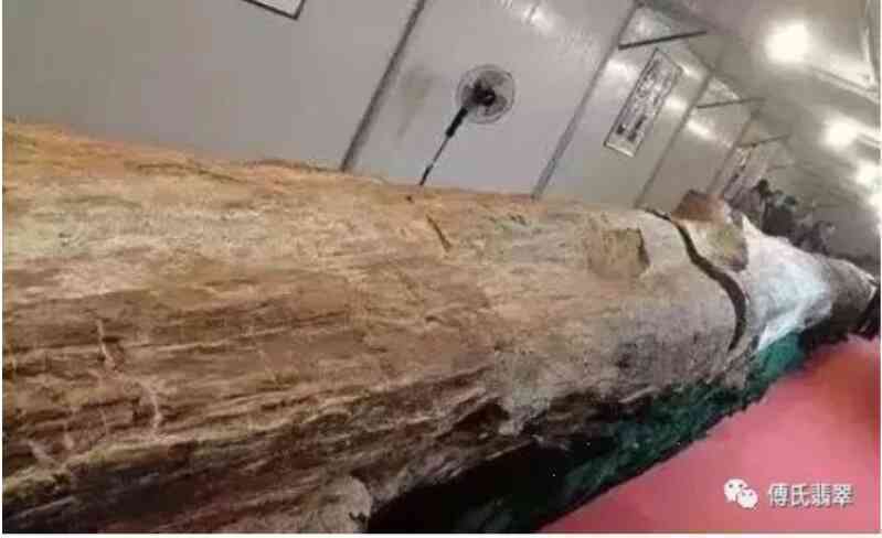 Loại gỗ tuổi thọ hàng triệu năm, đứng sau kim cương: Giá hơn 600 tỷ đồng, Việt Nam có một khối 8 tấn- Ảnh 4. Loại gỗ tuổi thọ hàng triệu năm, đứng sau kim cương: Giá hơn 600 tỷ đồng, Việt Nam có một khối 8 tấn- Ảnh 4.