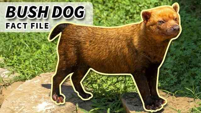 Với mặt gấu, miệng cáo, chân có màng và răng giống mèo, liệu Bush dog có thực sự là một loại chó?