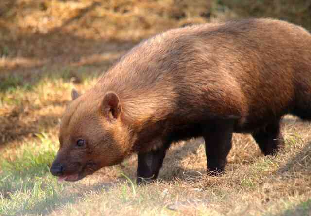 Với mặt gấu, miệng cáo, chân có màng và răng giống mèo, liệu Bush dog có thực sự là một loại chó?- Ảnh 2. Với mặt gấu, miệng cáo, chân có màng và răng giống mèo, liệu Bush dog có thực sự là một loại chó?- Ảnh 2.