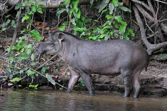 Với mặt gấu, miệng cáo, chân có màng và răng giống mèo, liệu Bush dog có thực sự là một loại chó?- Ảnh 4. Với mặt gấu, miệng cáo, chân có màng và răng giống mèo, liệu Bush dog có thực sự là một loại chó?- Ảnh 4.