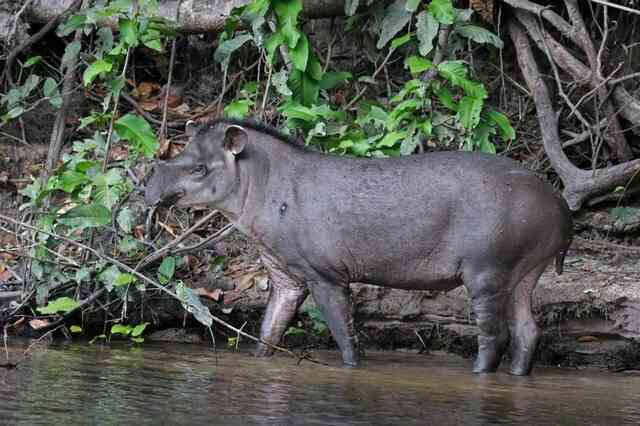 Với mặt gấu, miệng cáo, chân có màng và răng giống mèo, liệu Bush dog có thực sự là một loại chó?- Ảnh 4.