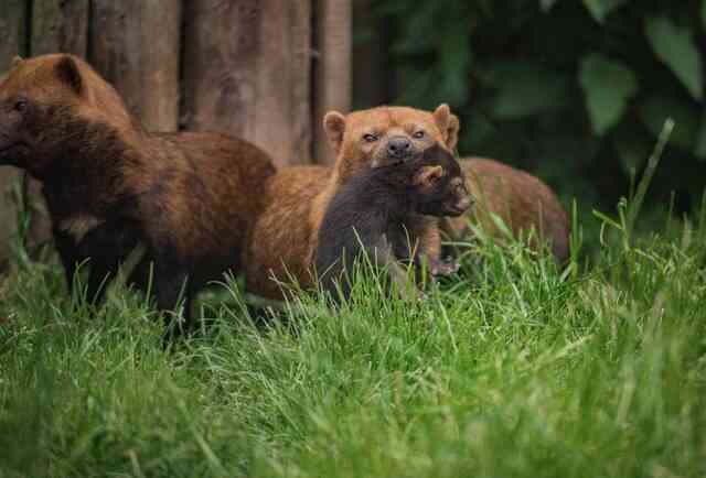 Với mặt gấu, miệng cáo, chân có màng và răng giống mèo, liệu Bush dog có thực sự là một loại chó?- Ảnh 6. Với mặt gấu, miệng cáo, chân có màng và răng giống mèo, liệu Bush dog có thực sự là một loại chó?- Ảnh 6.