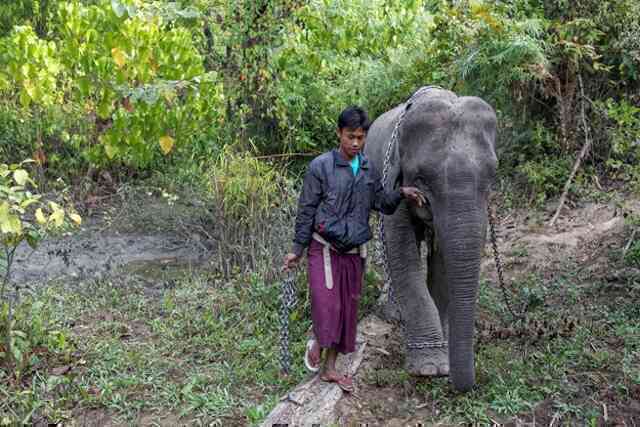 Đâu là nguyên nhân dẫn đến mối thù truyền kiếp hàng thế kỷ giữa con người và voi châu Á?