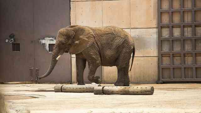 Ở châu Á cổ đại, chết bởi voi là một hình thức hành quyết phổ biến!- Ảnh 3.