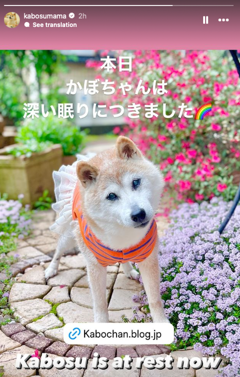 Chú chó gắn liền với meme "Doge" qua đời