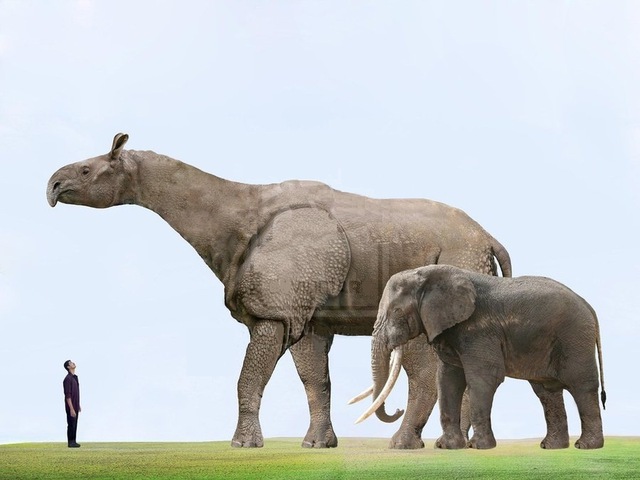 Động vật có vú trên cạn lớn nhất từng sống là Paraceratherium - Thực sự là nó lớn đến mức nào?- Ảnh 3. Động vật có vú trên cạn lớn nhất từng sống là Paraceratherium - Thực sự là nó lớn đến mức nào?- Ảnh 3.