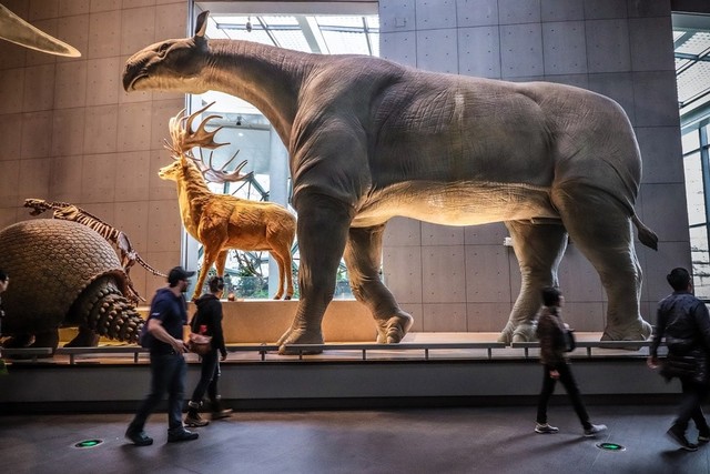 Động vật có vú trên cạn lớn nhất từng sống là Paraceratherium - Thực sự là nó lớn đến mức nào?- Ảnh 5. Động vật có vú trên cạn lớn nhất từng sống là Paraceratherium - Thực sự là nó lớn đến mức nào?- Ảnh 5.