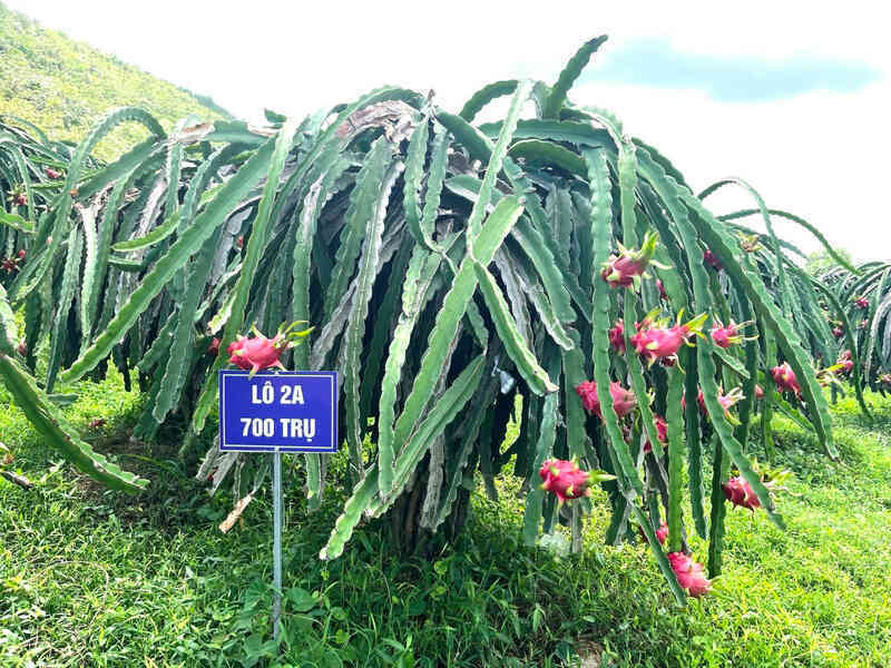 Bình thuạn 3.jpg