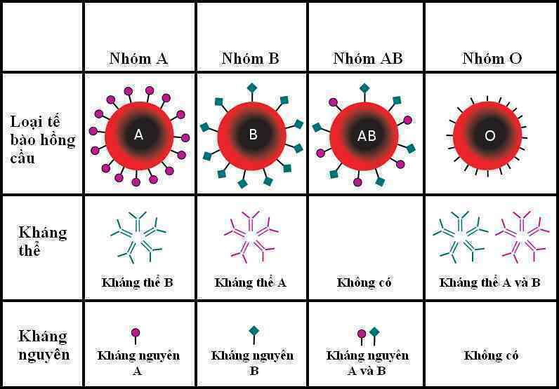 Biến máu nhóm A, B thành máu nhóm O: Tại sao đột phá này xứng đáng một Giải Nobel Y học?- Ảnh 4. Biến máu nhóm A, B thành máu nhóm O: Tại sao đột phá này xứng đáng một Giải Nobel Y học?- Ảnh 4.