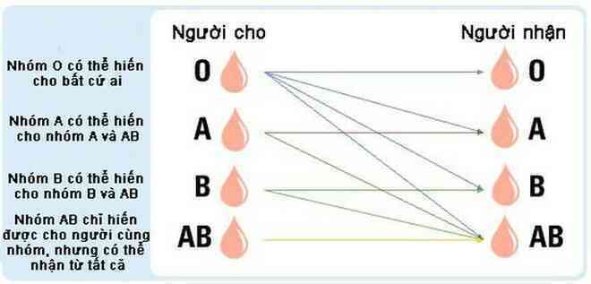 Biến máu nhóm A, B thành máu nhóm O: Tại sao đột phá này xứng đáng một Giải Nobel Y học?- Ảnh 5.