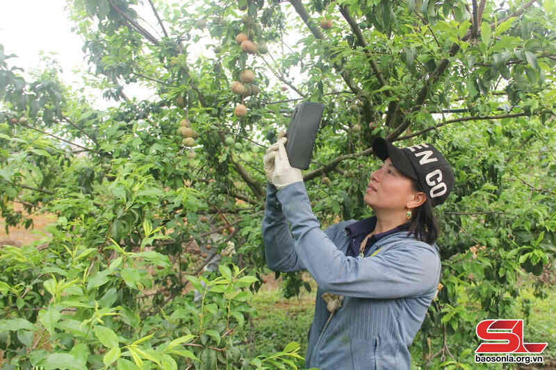 Nông dân Sơn La tích cực chuyển đổi số