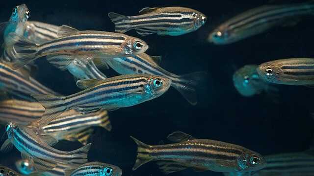 Số phận đàn cá tương đồng gene với con người, được Trung Quốc đưa lên trạm vũ trụ sau 1 tháng ra sao?- Ảnh 1. Số phận đàn cá tương đồng gene với con người, được Trung Quốc đưa lên trạm vũ trụ sau 1 tháng ra sao?- Ảnh 1.