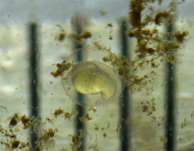 Số phận đàn cá tương đồng gene với con người, được Trung Quốc đưa lên trạm vũ trụ sau 1 tháng ra sao?- Ảnh 3. Số phận đàn cá tương đồng gene với con người, được Trung Quốc đưa lên trạm vũ trụ sau 1 tháng ra sao?- Ảnh 3.