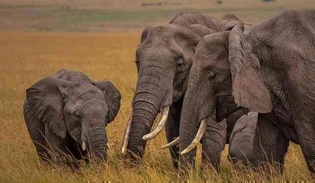 Tại sao voi châu Á khi còn nhỏ lại có lông dài? Về mặt di truyền, chúng có gần với voi ma mút hơn không? - Ảnh 5.