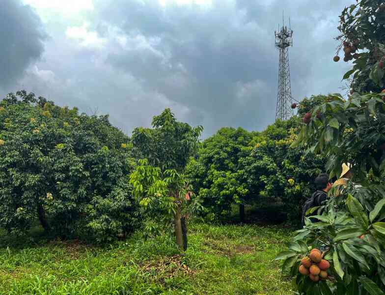 5G giúp nông dân trồng vải Trung Quốc như thế nào?