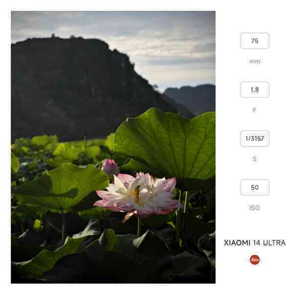 Mang Xiaomi 14 Ultra đi Ninh Bình chụp sen: Nhiều mức zoom lợi thế vô cùng, chụp macro rất vui nhưng có 1 điểm trừ to cần xử lý gấp- Ảnh 2. Mang Xiaomi 14 Ultra đi Ninh Bình chụp sen: Nhiều mức zoom lợi thế vô cùng, chụp macro rất vui nhưng có 1 điểm trừ to cần xử lý gấp- Ảnh 2.