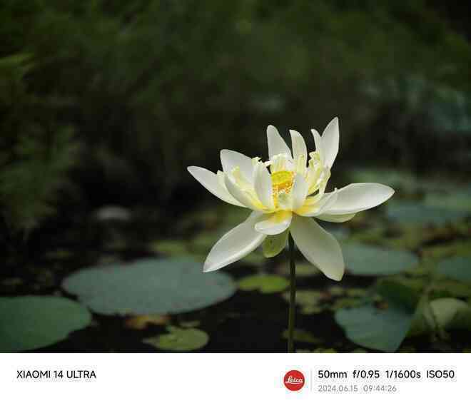 Mang Xiaomi 14 Ultra đi Ninh Bình chụp sen: Nhiều mức zoom lợi thế vô cùng, chụp macro rất vui nhưng có 1 điểm trừ to cần xử lý gấp- Ảnh 12. Mang Xiaomi 14 Ultra đi Ninh Bình chụp sen: Nhiều mức zoom lợi thế vô cùng, chụp macro rất vui nhưng có 1 điểm trừ to cần xử lý gấp- Ảnh 12.