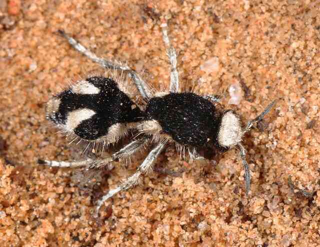 Panda ant: Dù có tên gọi là kiến, nhưng thực chất chúng lại là những con ong bắp cày- Ảnh 3. Panda ant: Dù có tên gọi là kiến, nhưng thực chất chúng lại là những con ong bắp cày- Ảnh 3.