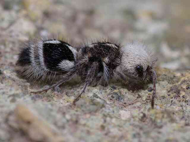 Panda ant: Dù có tên gọi là kiến, nhưng thực chất chúng lại là những con ong bắp cày- Ảnh 4. Panda ant: Dù có tên gọi là kiến, nhưng thực chất chúng lại là những con ong bắp cày- Ảnh 4.