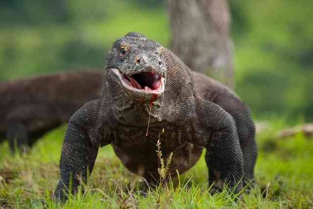 Răng của rồng Komodo được phát hiện có lớp phủ sắt sắc vô cùng nhọn