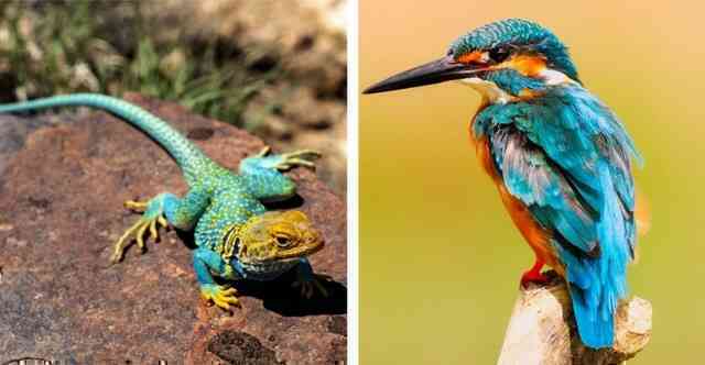 Chim có thực sự là loài bò sát?
