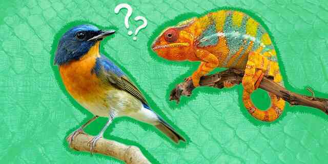 Chim có thực sự là loài bò sát?- Ảnh 4. Chim có thực sự là loài bò sát?- Ảnh 4.