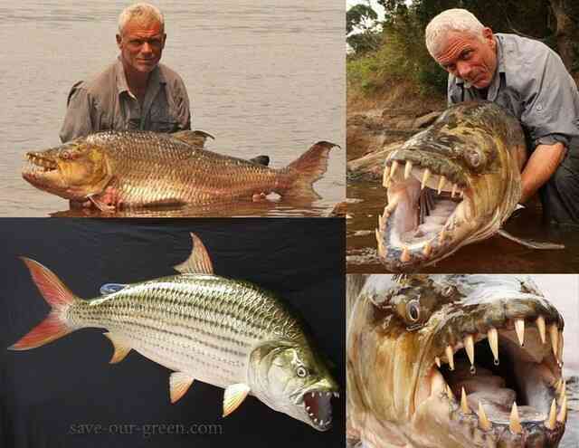 Nếu thả một con cá sấu xuống ao có hàng trăm con cá Piranha, liệu cá sấu có bị cắn chết không?- Ảnh 6. Nếu thả một con cá sấu xuống ao có hàng trăm con cá Piranha, liệu cá sấu có bị cắn chết không?- Ảnh 6.