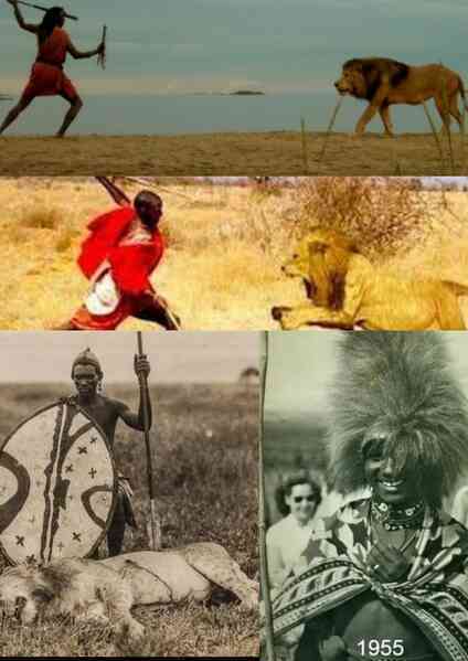 Sư tử thậm chí còn không sợ voi, vậy tại sao chúng lại sợ người Maasai?